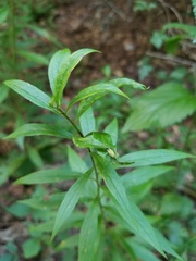 Asphondylia rosulata