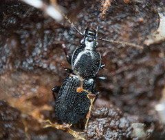 Agonum placidum