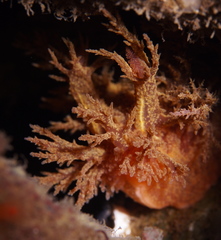 Dendronotus europaeus