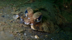 Pleuronichthys coenosus