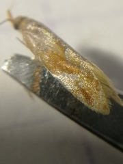 Epicallima formosella