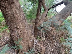 Eucalyptus viminalis pryoriana