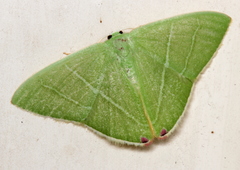 Urolitha bipunctifera