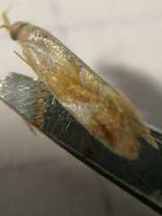 Epicallima formosella