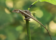 Anolis gaigei