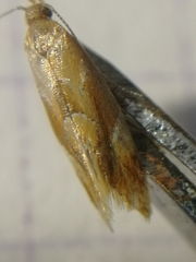 Epicallima formosella