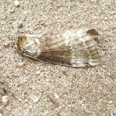 Tetheella fluctuosa