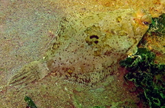 Pleuronichthys coenosus