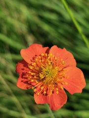 Geum coccineum