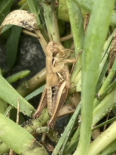 Santa Lucia Spur-throat Grasshopper