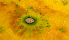 Cryptocline betularum