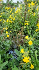Epilobium ciliatum watsonii