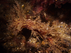 Dendronotus europaeus