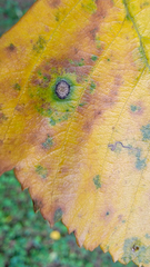 Cryptocline betularum