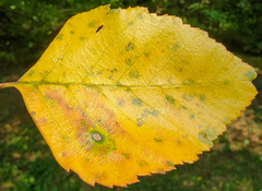 Cryptocline betularum