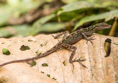 Anolis ventrimaculatus