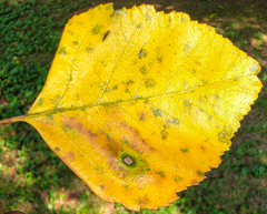 Cryptocline betularum