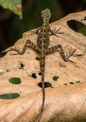 Anolis ventrimaculatus