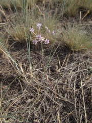 Allium pallasii