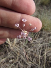 Allium pallasii