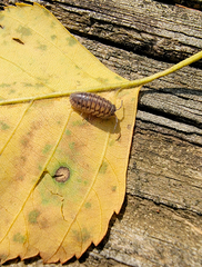 Cryptocline betularum