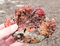 Cnemidocarpa