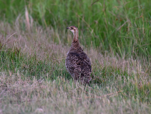 Greater Prairie-Chicken (Tympanuchus cupido)