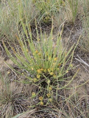 Ephedra distachya