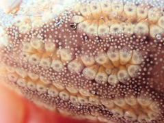 Ascidian photo 4