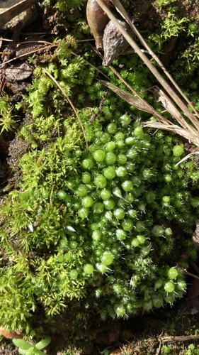 Gigaspermales