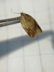 Acleris aspersana