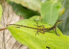 Anolis ventrimaculatus