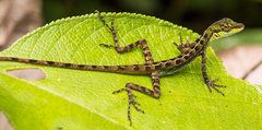Anolis ventrimaculatus