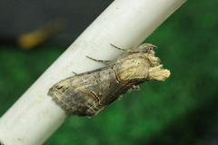 Abrostola tripartita