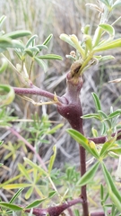 Neolasioptera lupini