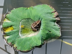 Duttaphrynus melanostictus