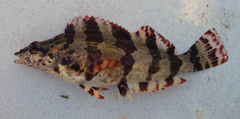 Oxylebius pictus