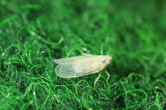 Pentastiridius