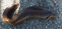 Cebidichthys violaceus