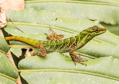 Anolis ventrimaculatus