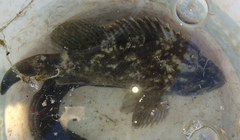 Sebastes rastrelliger