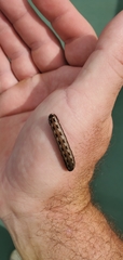 Spodoptera