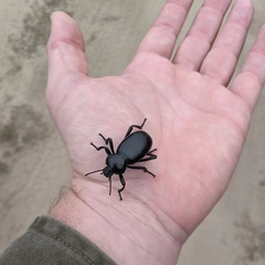 Eleodes grandicollis