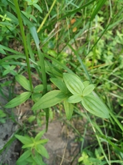 Galium × pseudoboreale