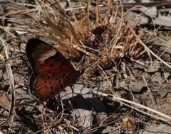 Acraea rhodesiana