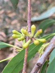Eucalyptus viminalis pryoriana