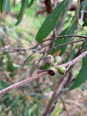Eucalyptus viminalis pryoriana