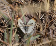Colotis antevippe gavisa