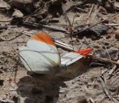 Colotis antevippe gavisa
