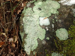 Heterodermia spathulifera